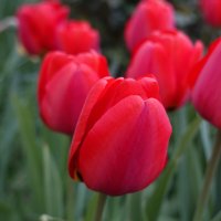 Красные тюльпаны - шёлковые чаши, По весне лазурной нет нежней и краше... :: Галина 