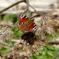 из снятого сегодня 3 :: Александр Прокудин