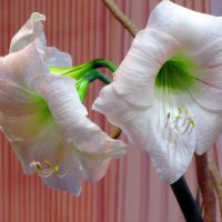 Амариллис белый :: Сергей Карачин