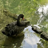 Черный лебедь :: Александр Конов