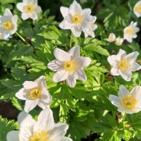 Ветреница :: Сапсан 