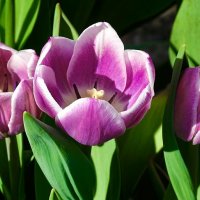 Городские цветы :: Милешкин Владимир Алексеевич 