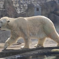 Белый медведь :: <<< Наташа >>>