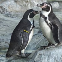Пингвины :: <<< Наташа >>>
