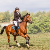 Конкур :: SanSan 