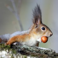 18 апреля в Ботсаду :: Михаил Бибичков