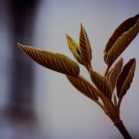 Распустившаяся веточка :: Владимир Кроливец