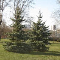 Ёлочки :: Дмитрий Никитин