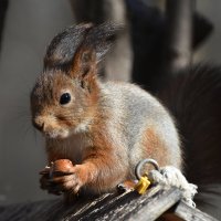 Москва. Воронцовский парк. Белочка с орешком. :: Наташа ***** Москва. Воронцовский парк. Белочка с орешком. :: Наташа *****