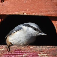 Москва. Воронцовский парк. Поползень. :: Наташа *****
