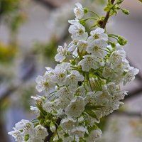 Цветение вишни. :: Giant Tao /