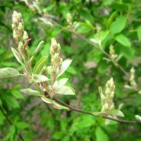 Весна идет... :: Елена Семигина