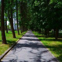 Чебоксары. Аллея сквера Михаила Сеспеля в начале лета. :: Пётр Чернега Чебоксары. Аллея сквера Михаила Сеспеля в начале лета. :: Пётр Чернега