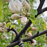 ПРИШЕЛЕЦ :: Tata Wolf