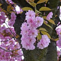 Удивительно это -  Как ни в чем не бывало жить   Под цветущей вишней.  Кобаяси Исса :: Галина 