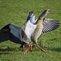 ****** :: Андроник Александр ****** :: Андроник Александр
