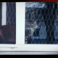 Мистер котейка. :: Игорь Солдаткин