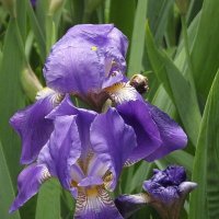 Ирис :: Freddy 97