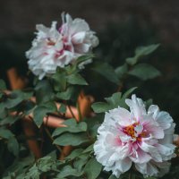 Сезон пионов :: Дмитрий 