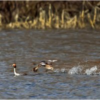 Брачные игры :: Валентин Котляров