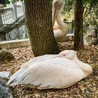 Птицы :: Татьяна Аникина