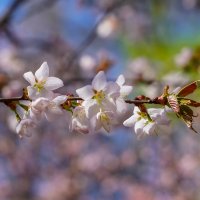 Цветущий апрель... :: Владимир Жданов Цветущий апрель... :: Владимир Жданов