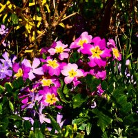 Весенние зарисовки 92 :: Алексей Кузнецов Весенние зарисовки 92 :: Алексей Кузнецов