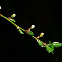 Цветение :: Леонид leo