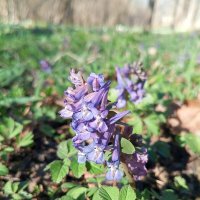 Хохлатка :: Сапсан 