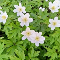 Ветреница :: Сапсан 