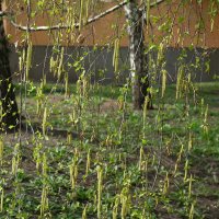 Весна!!! :: Лютый Дровосек