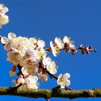 Цвет фруктовых деревьев в городе. :: Милешкин Владимир Алексеевич 