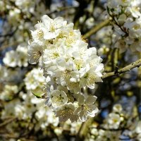 Цвет фруктовых деревьев в городе :: Милешкин Владимир Алексеевич 