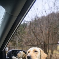 может... это вы для меня собирали еду? :: Осень 