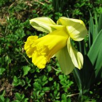 Нарцисс зацвёл :: Людмила Смородинская