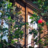 Домик окнами в сад :: **** vedin