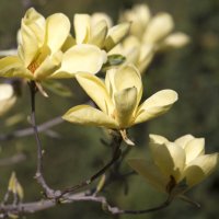 Со Светлым Пасхальным утром! :: Светлана Тихонина