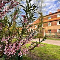 Весеннее цветение. :: Валерия Комова