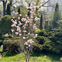 Прекрасная весна. :: Валерия Комова