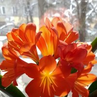 *** :: Валентина Береснева