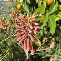 Алоэ Сапонария :: Oleg4618 Шутченко