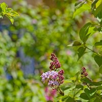 Сирень :: Giant Tao /