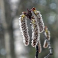 Серёжки ольховые .. :: Зоя Мишина