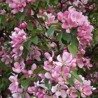 Цветение райской яблони :: Freddy 97