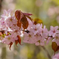 Цветущий апрель... :: Владимир Жданов Цветущий апрель... :: Владимир Жданов