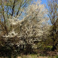 природа 19 апреля  4 :: Александр Прокудин