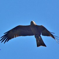 Чёрный коршун. :: Восковых Анна Васильевна 