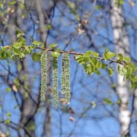 Берёзка листочки выпустила :: Валерий Иванович