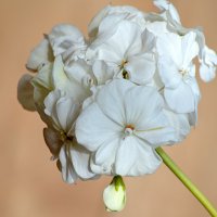 Герань белая :: Татьяна Лютаева