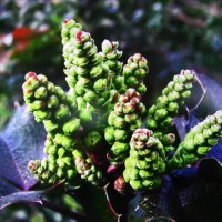 Магония набирает бутоны :: Людмила Смородинская